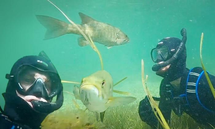 Diver Encounters Bass and They Become ‘Friends’ As He Returns Each Summer and the Fish Recognizes Him