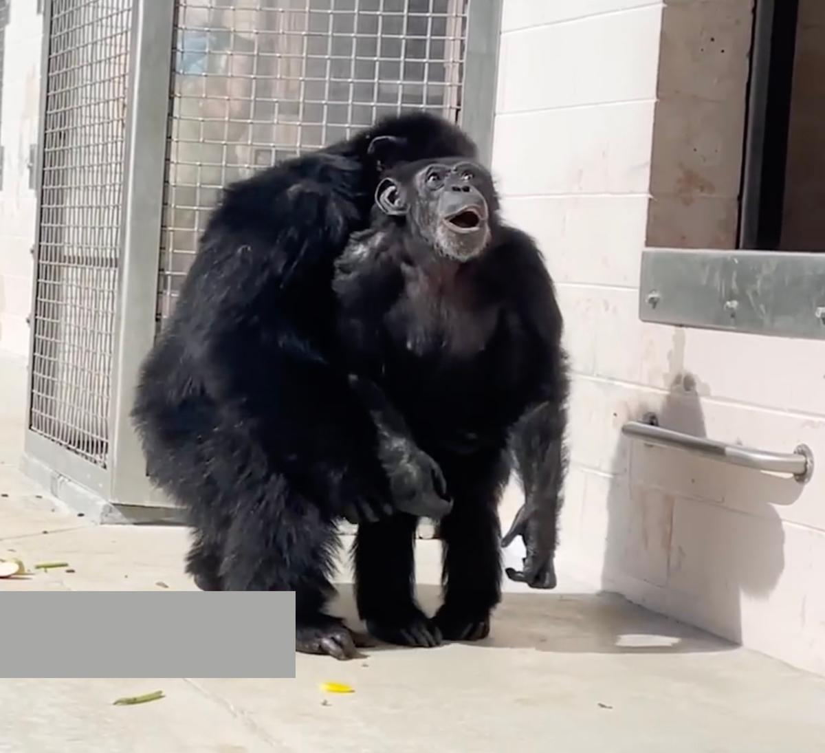 Vanilla was "awestruck" to see the open sky for the first time, and a male chimp named Dwight quickly approached to offer his new housemate a calming hug. (Courtesy of Save the Chimps)