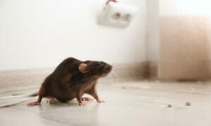 Found a Rat in Your House? Here’s How to Get Rid of It