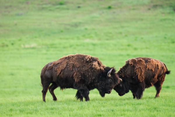 Plains bison in Grasslands National Park, Saskatchewan. (BGSmith/Shutterstock)