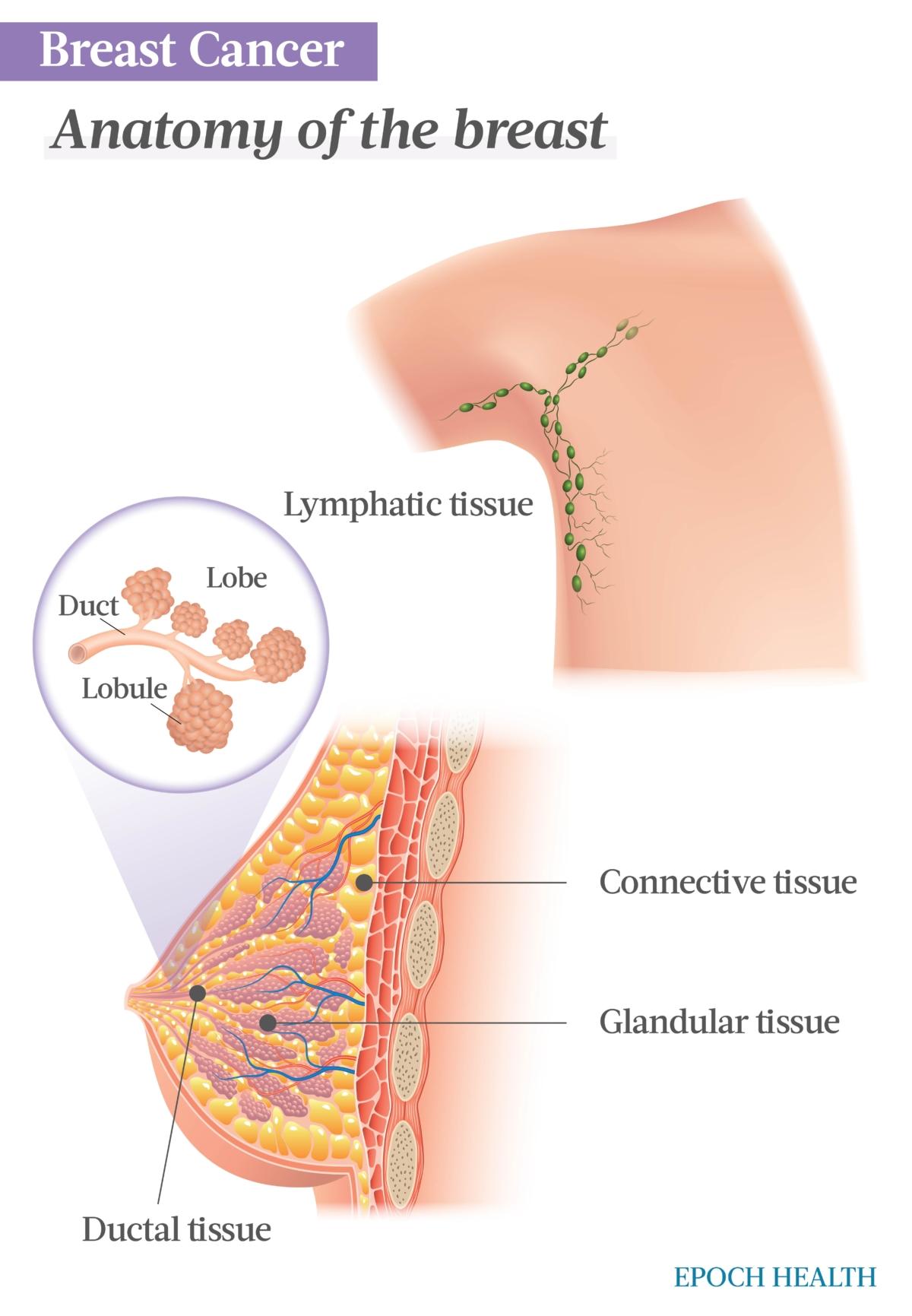 The four types of tissue that comprise the breast are lymphatic, connective, glandular, and ductal. (The Epoch Times)