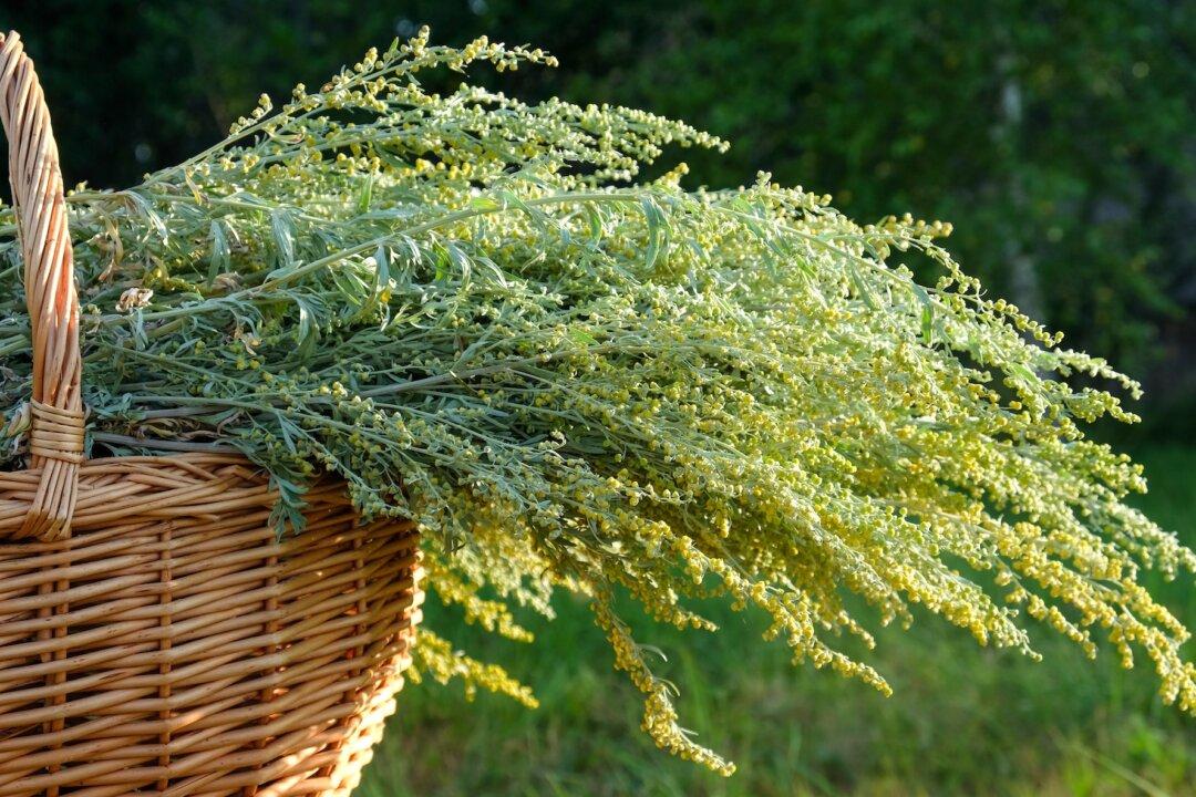 The Chinese Herb for Malaria and Nobel Prize Winner