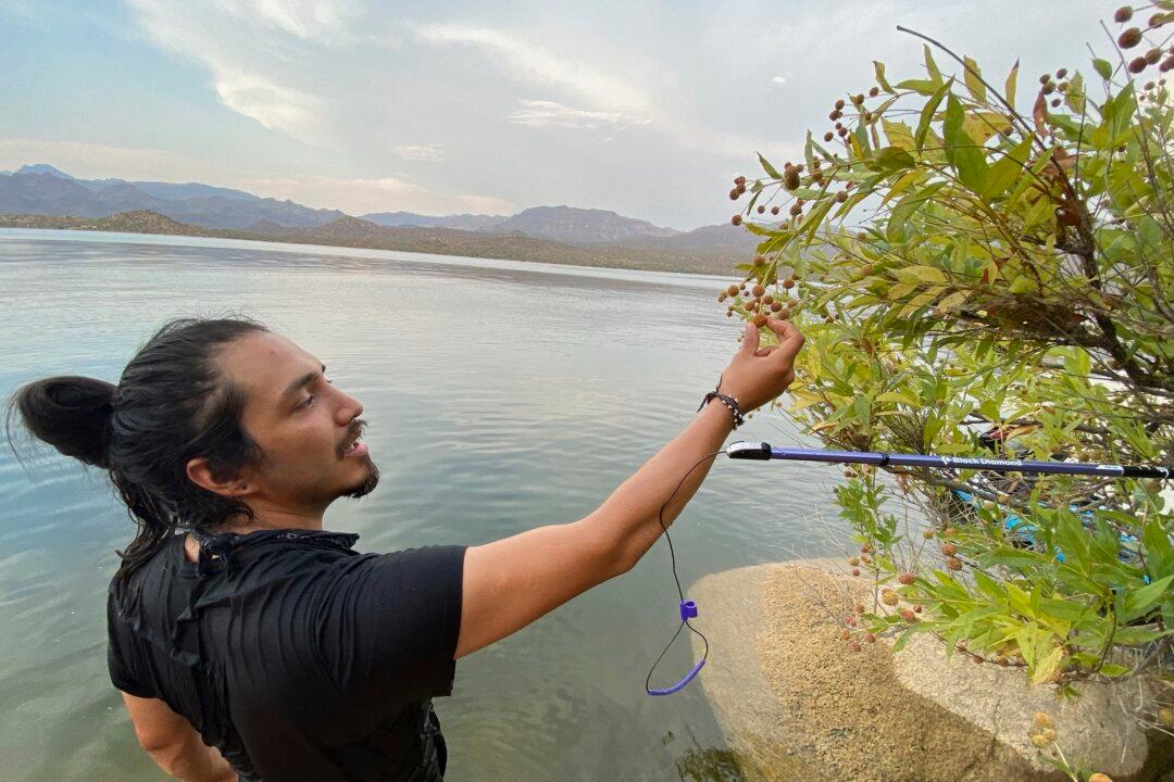 A California Scholar’s Research Into a Flowering Shrub Took Him to Mexico and a Violent Death