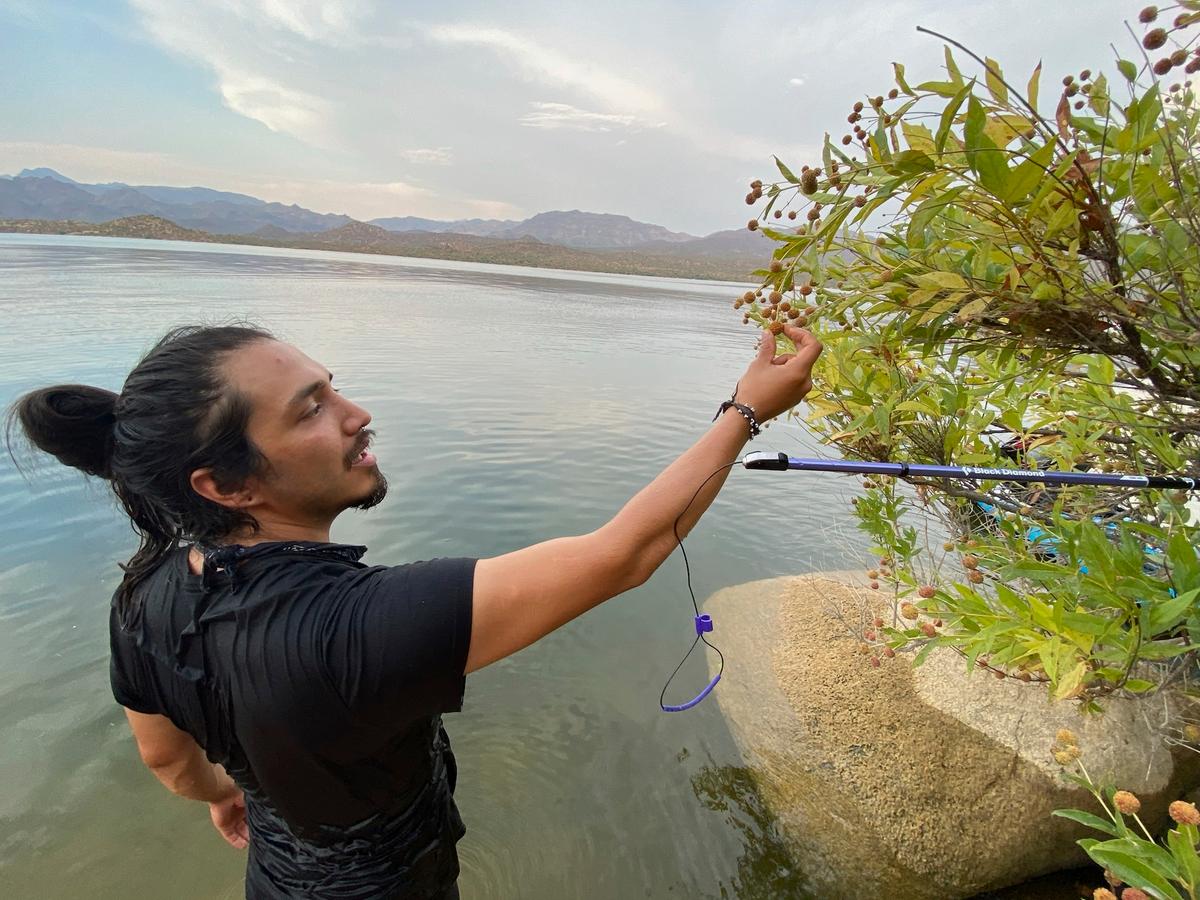 A California Scholar’s Research Into a Flowering Shrub Took Him to Mexico and a Violent Death