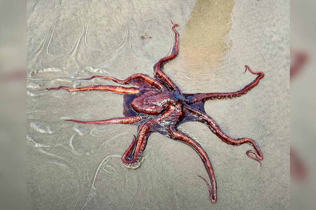 Beachgoer Sees Giant Pacific Octopus Washed Up on Beach in Oregon—Decides to Do Something Heroic