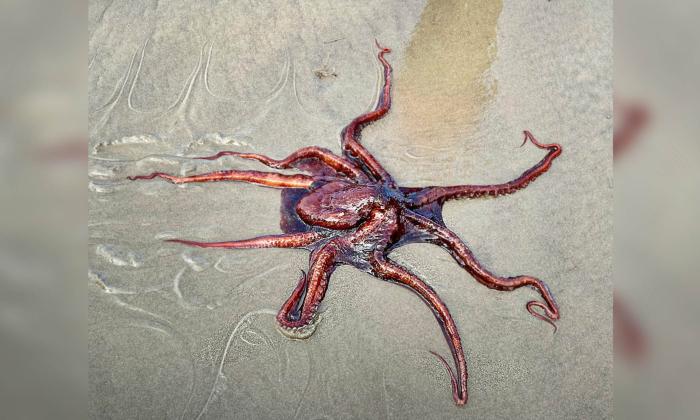 Beachgoer Sees Giant Pacific Octopus Washed Up on Beach in Oregon—Decides to Do Something Heroic