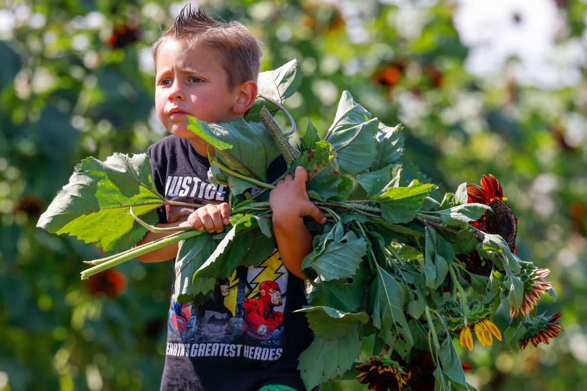 Jaxon Quincey, 5, carrying sunflowers that he picked from the nursery walks to the counter on Saturday, June 10, 2023, at Pure Land Farm in McKinney. (Shafkat Anowar/The Dallas Morning News/TNS)
