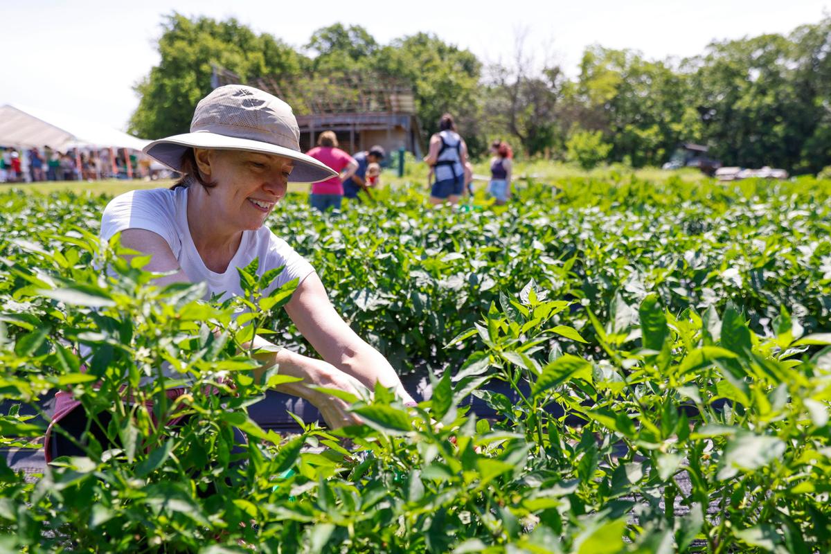 Farmers Market or Agritourism? One Is ‘Like Buying Local on Steroids,’ Farmer Says