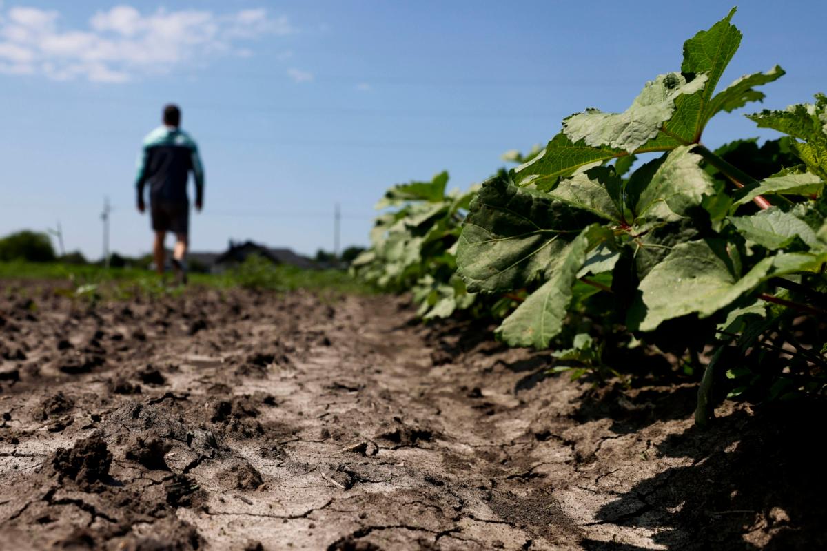 Unused soil remains on the side of squash plants at Reeves Family Farm in Princeton, Texas, on  June 9, 2023. This is one of the farms in Collin County that is following regenerative agriculture farming to help combat climate change. (Shafkat Anowar/The Dallas Morning News/TNS)