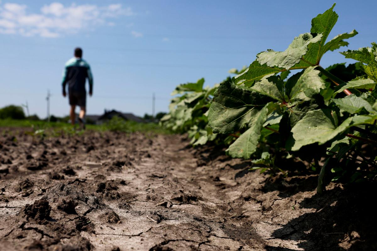 Unused soil remain on the side of squash plants at Reeves Family Farm on Friday, June 9, 2023, in Princeton. This farm is one of the farms in Collin County following regenerative agriculture farming to help combat climate change. (Shafkat Anowar/The Dallas Morning News/TNS)