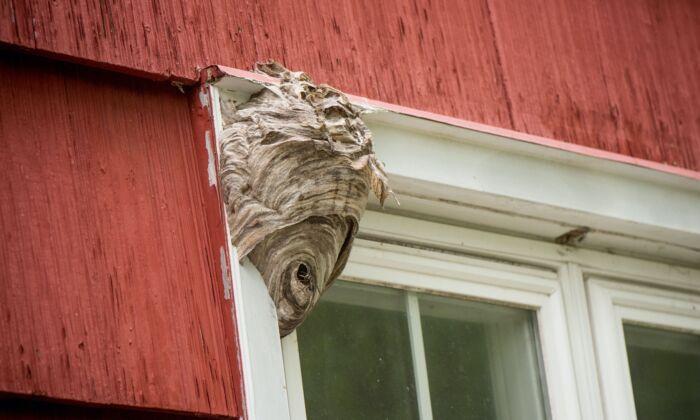 How Not to Get Rid of Wasps (And 7 Ways to Do It Safely)