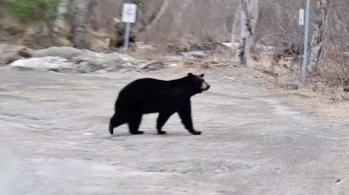 Photographer Coby Brock, 46, captures on video the moment when a "very hungry" black bear appeared on the scene, intent on hunting down a moose calf. (Screenshot/ViralHog)