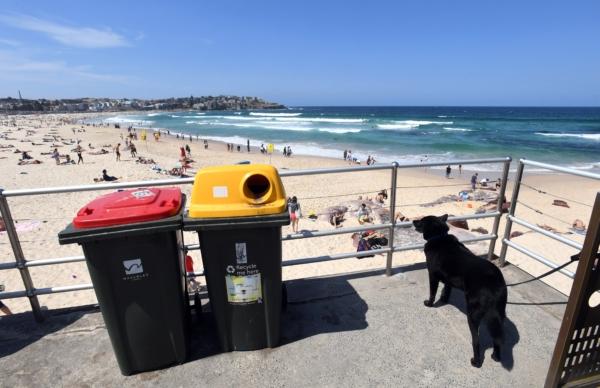 A garbage bin, a recycling bin, and a dog are seen at Bondi Beach, in Sydney, Australia, Oct. 2, 2017. (AAP Image/Mick Tsikas)