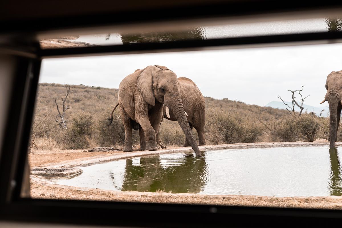 A glimpse of elephants at the watering hole, from Rockfig's underground hide. Bar and snack service are offered while guests observe the visitors. (Courtesy of Rockfig)