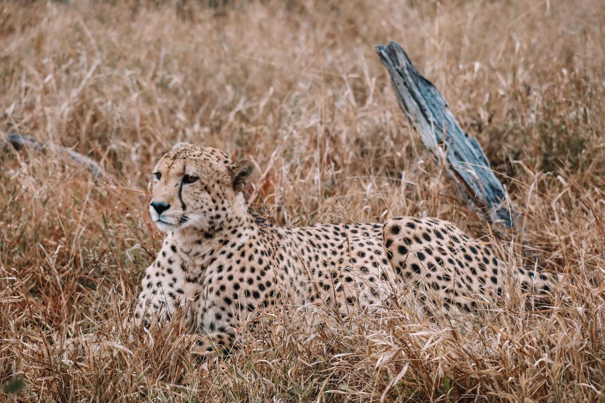 A cheetah at Madikwe Game Reserve. (Courtesy of Rockfig)