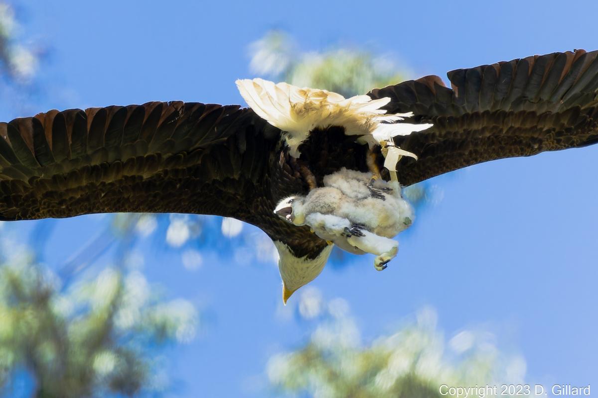 Doug Gillard, 63, photographed a mother bald eagle that "kidnapped" a red-tailed hawk in late May. (Courtesy of <a href="https://www.facebook.com/profile.php?id=100079289180255">Doug Gillard</a>)