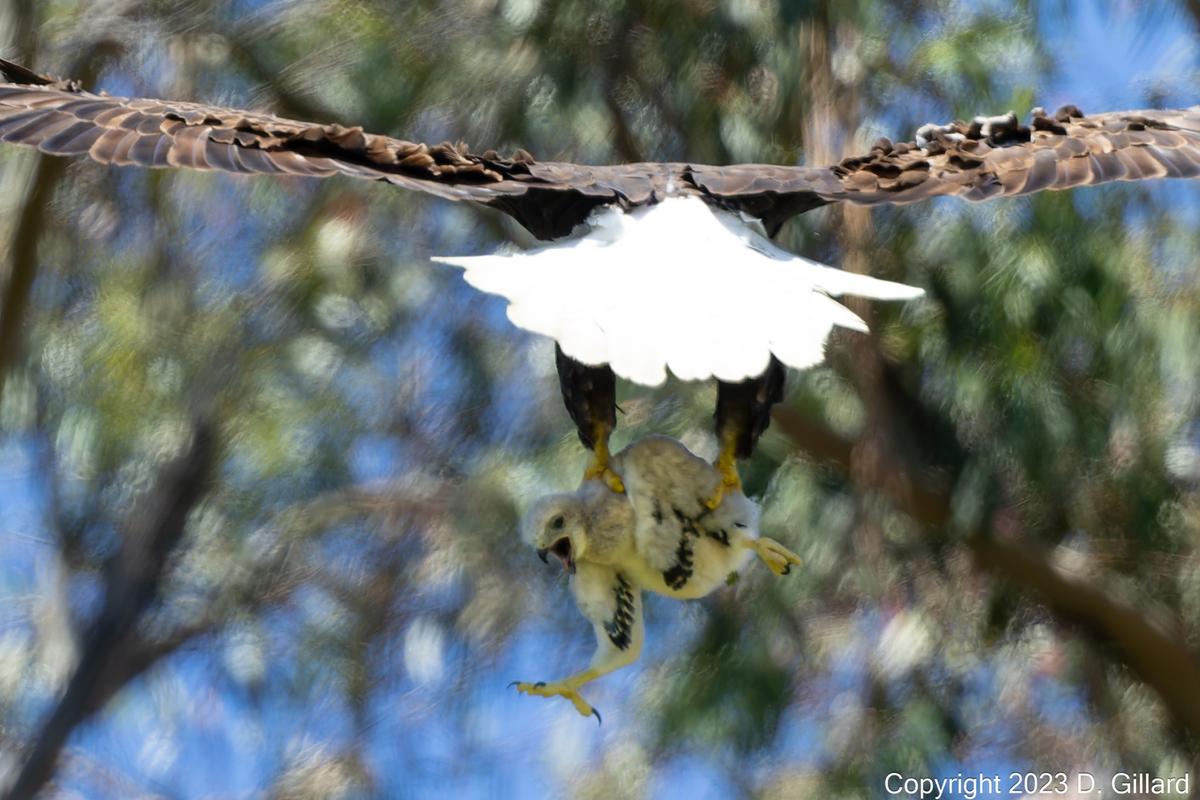 Doug Gillard speculates that the mother bald eagle raided the nest of a red-tailed hawk and stole one of its eyas. (Courtesy of <a href="https://www.facebook.com/profile.php?id=100079289180255">Doug Gillard</a>)