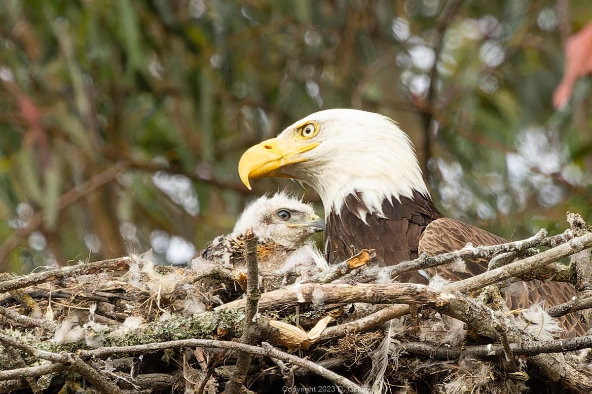 The eyas was photographed still alive in the bald eagles' nest a week later. (Courtesy of <a href="https://www.facebook.com/profile.php?id=100079289180255">Doug Gillard</a>)