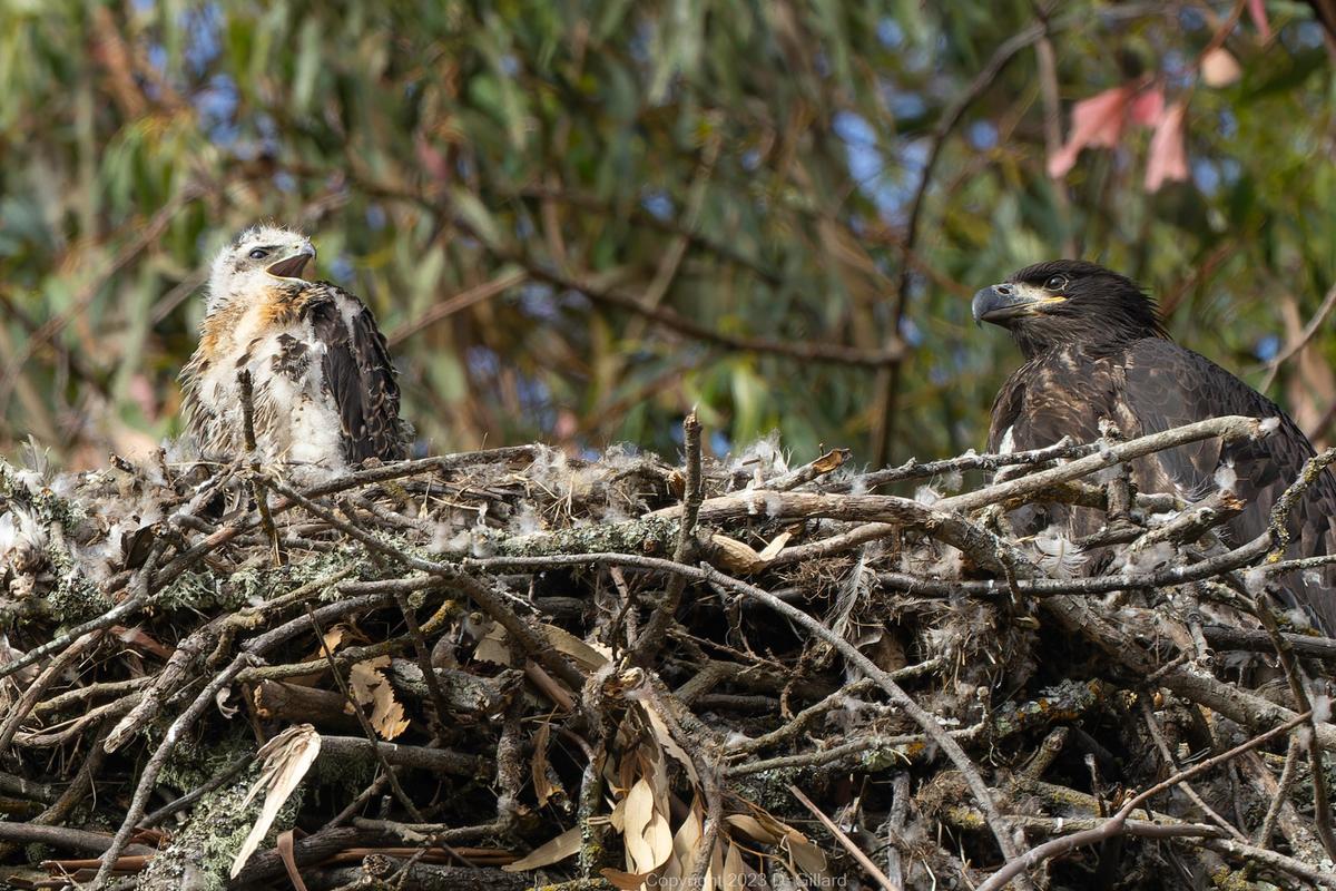 Two red-tailed hawks are photographed still alive in the bald eagles' nest. (Courtesy of <a href="https://www.facebook.com/profile.php?id=100079289180255">Doug Gillard</a>)