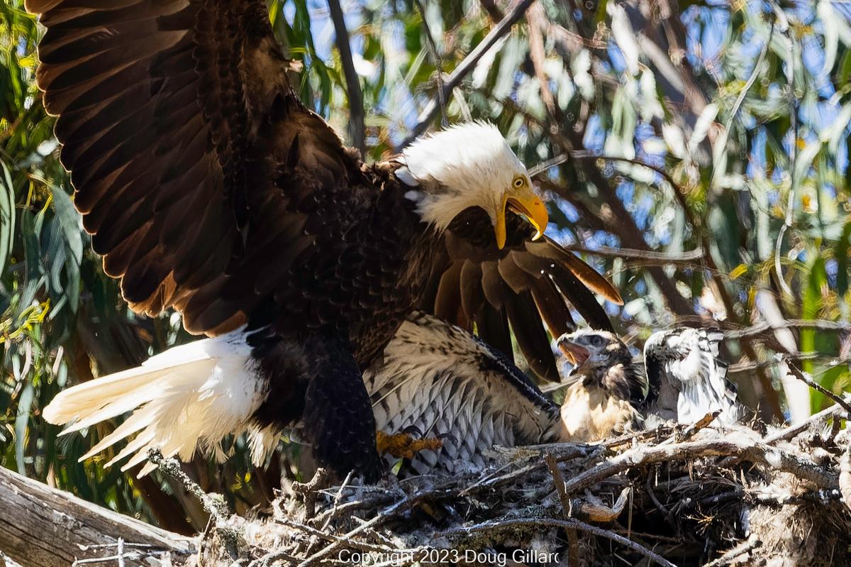 The mother eagle was photographed beating Tuffy with her wings and blowing him out of the nest on several occasions. (Courtesy of <a href="https://www.facebook.com/profile.php?id=100079289180255">Doug Gillard</a>)