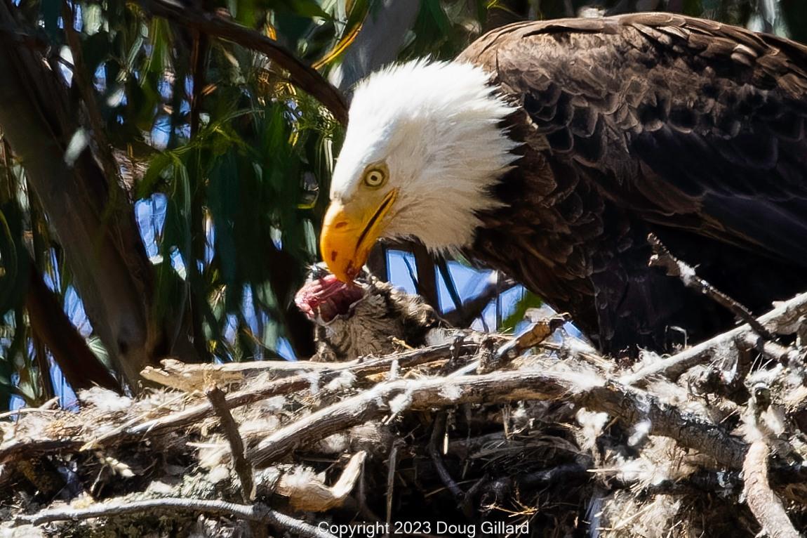 The bald eagle mother feeds Tuffy the eyas in the eagles' nest. (Courtesy of <a href="https://www.facebook.com/profile.php?id=100079289180255">Doug Gillard</a>)