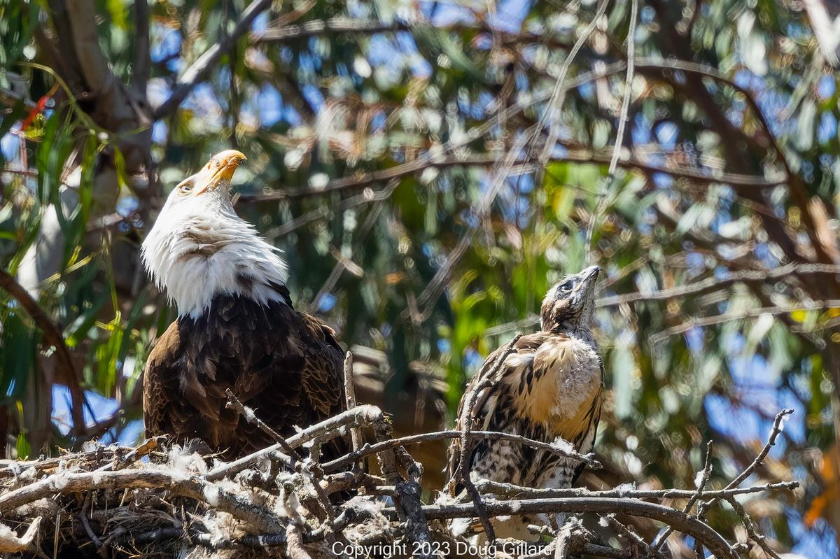 Tuffy and the mother eagle watch as his "sister," Lola, fledges for the first time. (Courtesy of <a href="https://www.facebook.com/profile.php?id=100079289180255">Doug Gillard</a>)