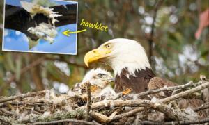 PHOTOS: Bald Eagle ‘Kidnaps’ Hawklet to Feed Its Young, but Ends Up Adopting It Instead