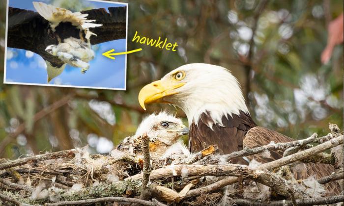 PHOTOS: Bald Eagle ‘Kidnaps’ Hawklet to Feed Its Young, but Ends Up Adopting It Instead