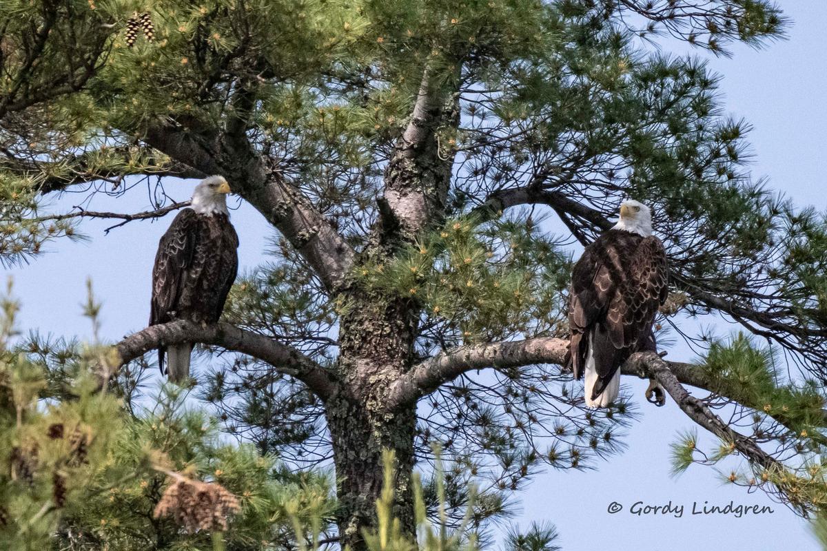 The parents of the bald eagle chicks. (Courtesy of Gordy Lindgren)