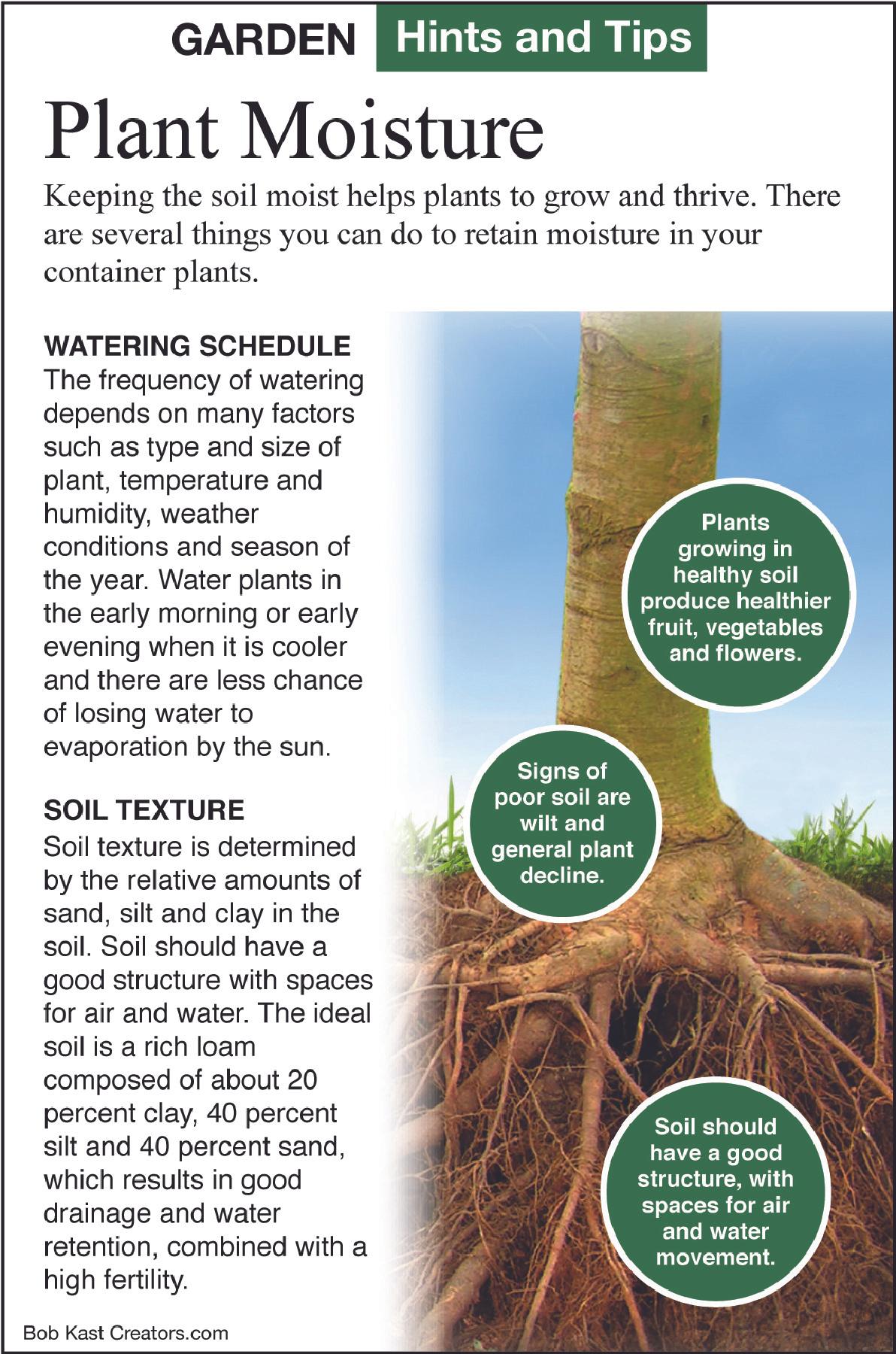 plant moisture tip sheet