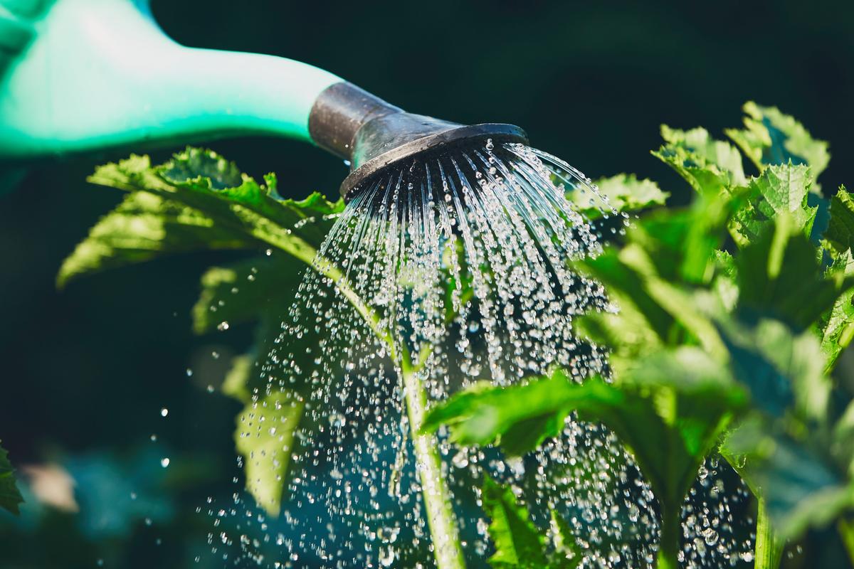 Should We Water Our Plants in a Drought?