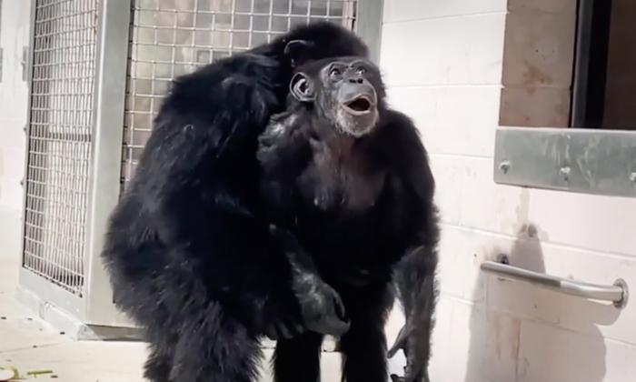 Chimp Who Spent 28 Years in Experimental Lab and Other Facilities Is ‘Awestruck’ to See Sky for the First Time