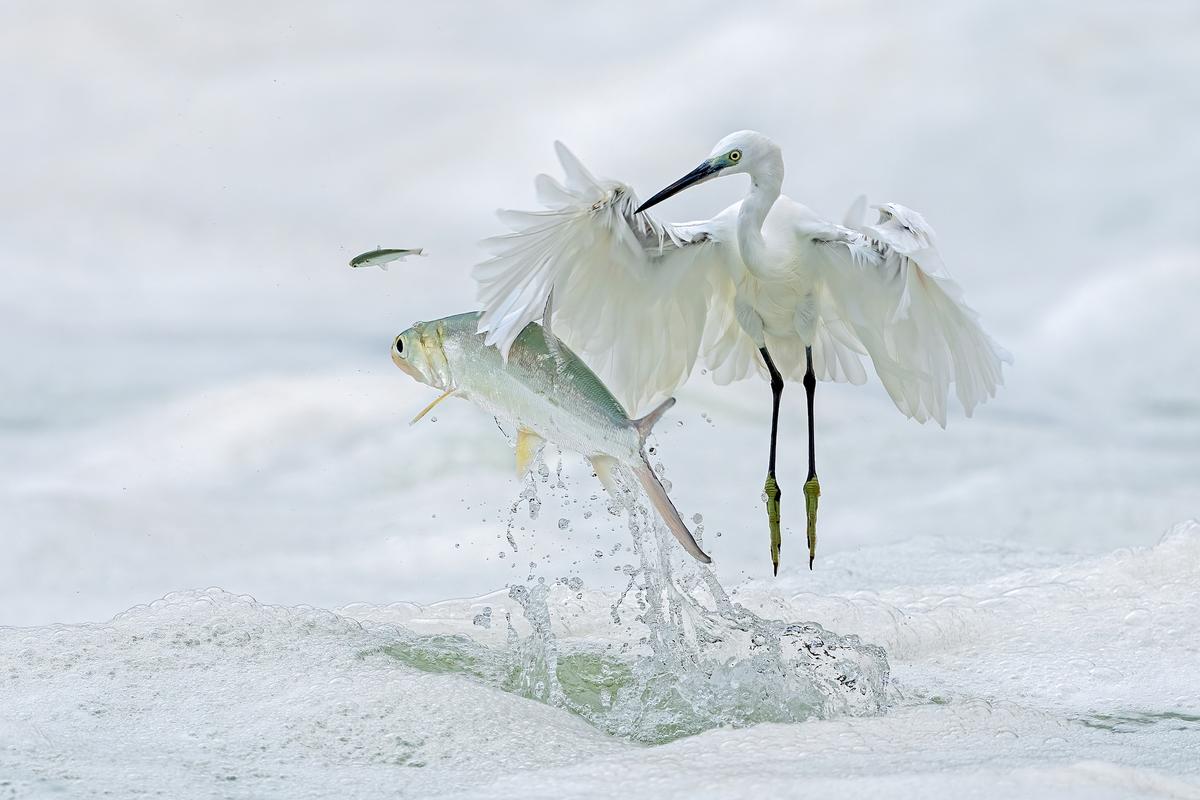 "Catch Me If You Can," by Xiaoping Lin was the Winged Life winner. (Courtesy of <a href="https://www.bigpicturecompetition.org/">BigPicture Natural World Photography Competition</a> and <a href="https://www.biographic.com/the-big-picture-2023/">bioGraphic</a>)