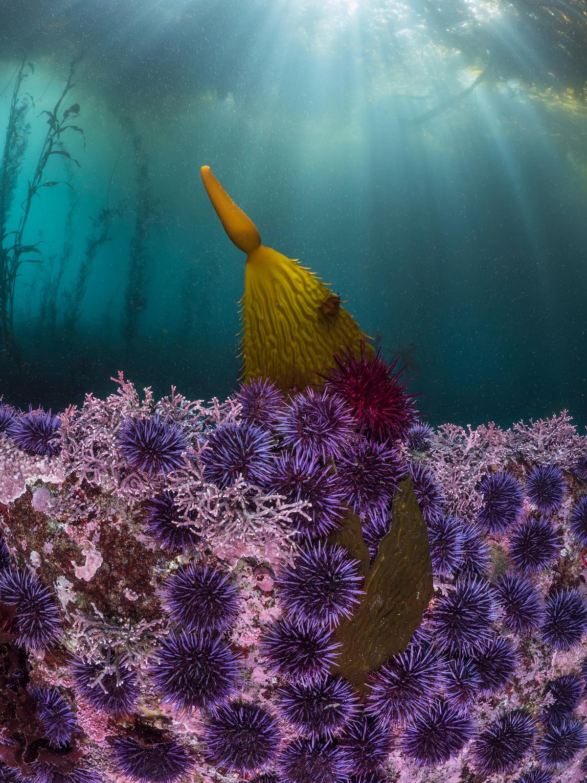 "Blades and Spines," by Kate Vylet was the Aquatic Life winner. (Courtesy of <a href="https://www.bigpicturecompetition.org/">BigPicture Natural World Photography Competition</a> and <a href="https://www.biographic.com/the-big-picture-2023/">bioGraphic</a>)