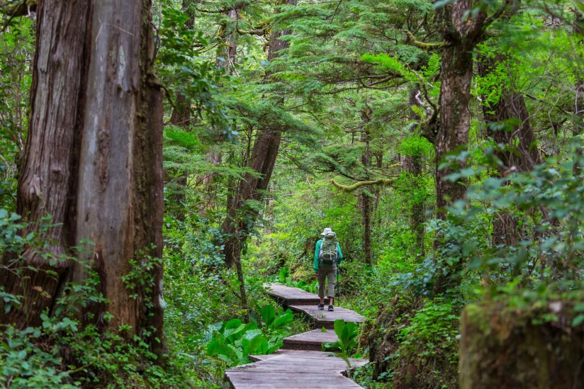 Shinrin-yoku is the Japanese practice of immersing oneself in nature to improve health. (Alyna Andrushko/Shutterstock)