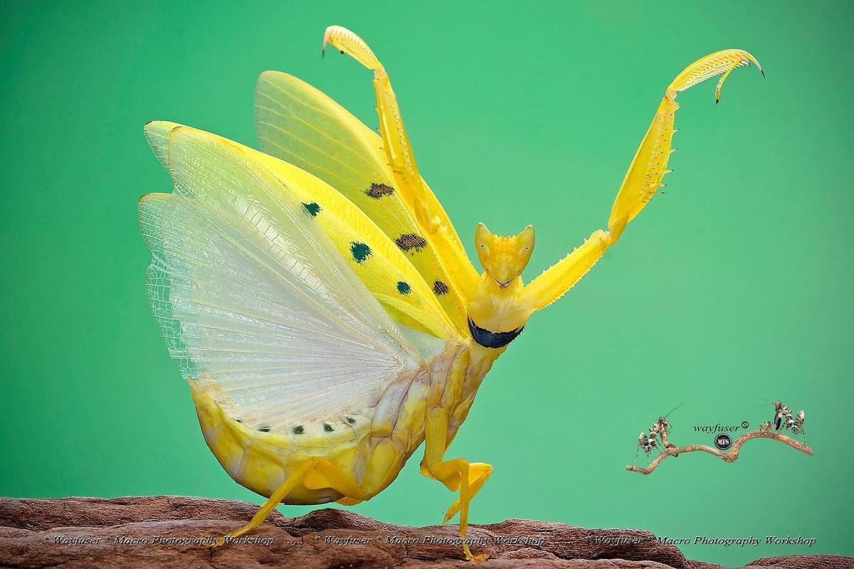Dancing mantis taken by photographer Pang Way