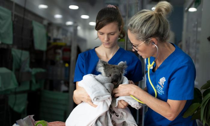 Australian Wildlife Hospital Staff Devastated as Funding Scrapped