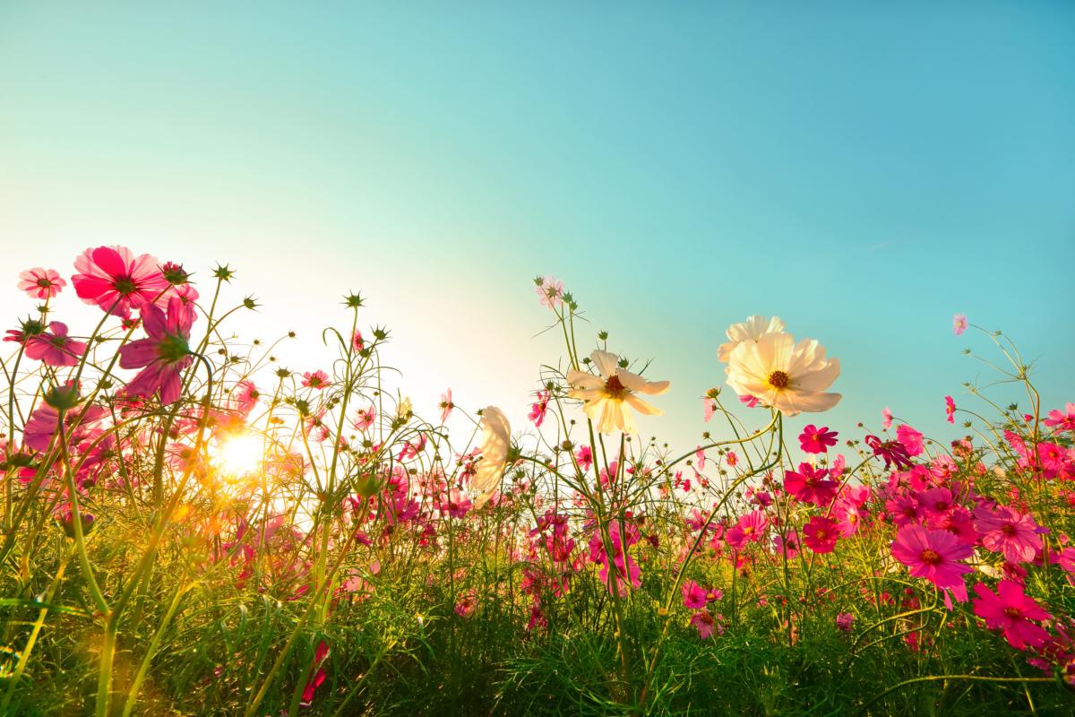 Summer is a time of growth and abundance, and we should be outdoors enjoying it. (luck luckyfarm/Shutterstock)