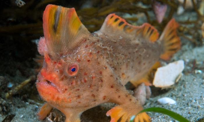 The Battle to Save Australia’s Ultra Rare Grumpy Fish