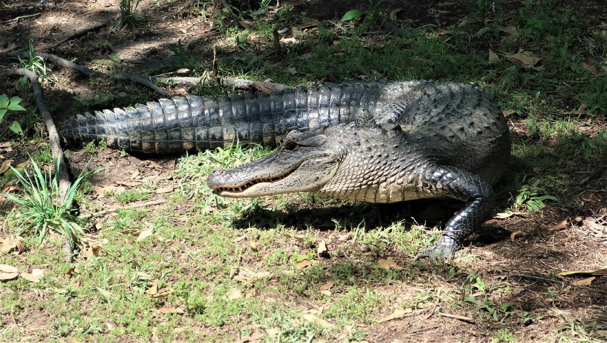 American Symphony passengers have the choice of taking a Cajun Pride Swamp Tour and catching sight of multiple alligators. (Photo courtesy of Victor Block)
