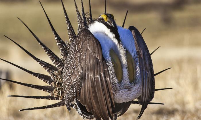California Endangered Species Act Protects Sage Grouse for at Least a Year