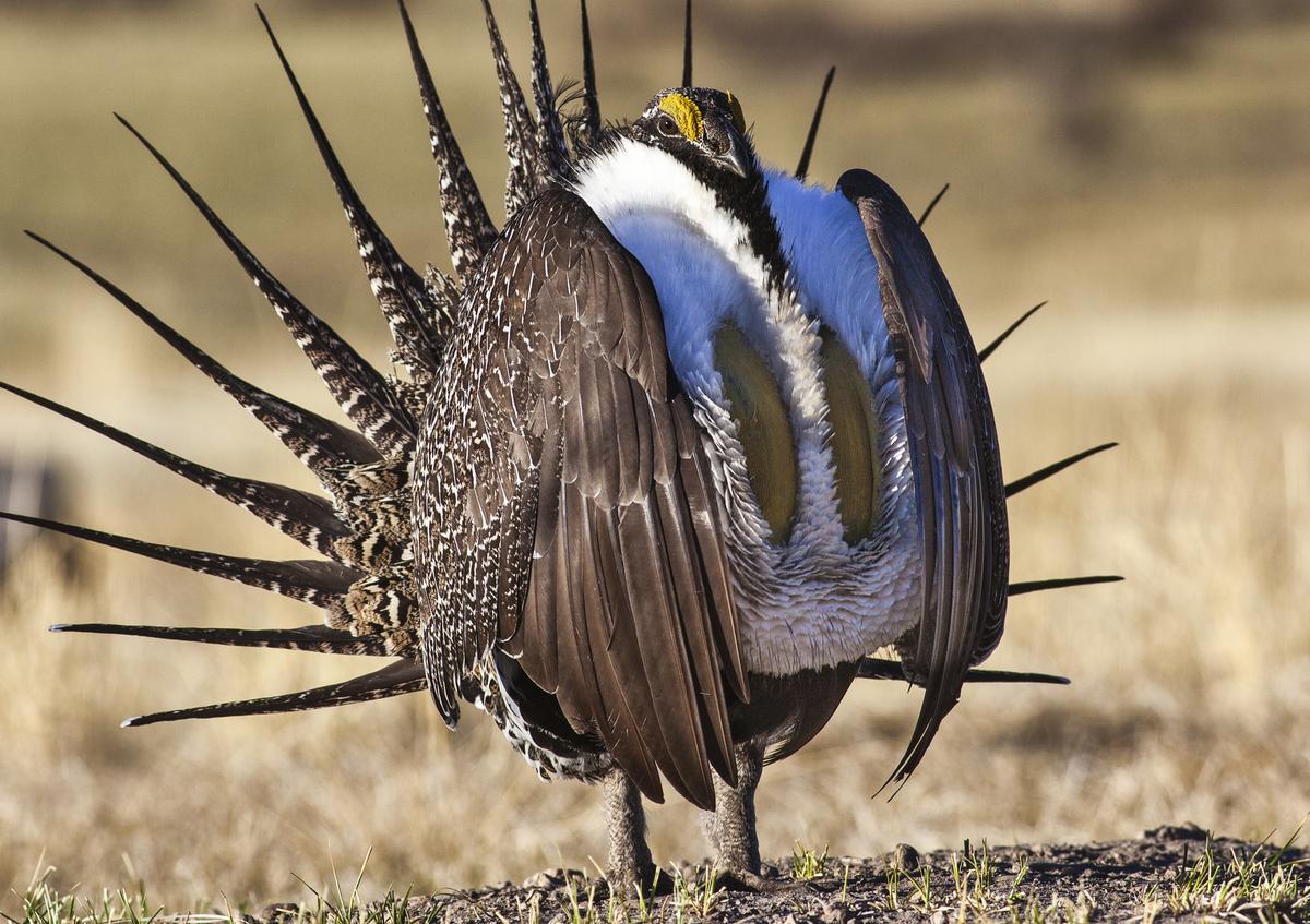 California Endangered Species Act Protects Sage Grouse for at Least a Year