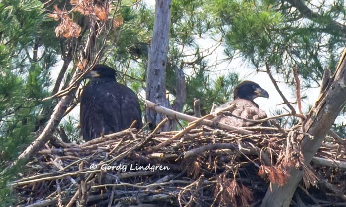 Bald Eagle Chick Meets Her 'Adoptive Brother' After He's Rescued From a Fallen Nest