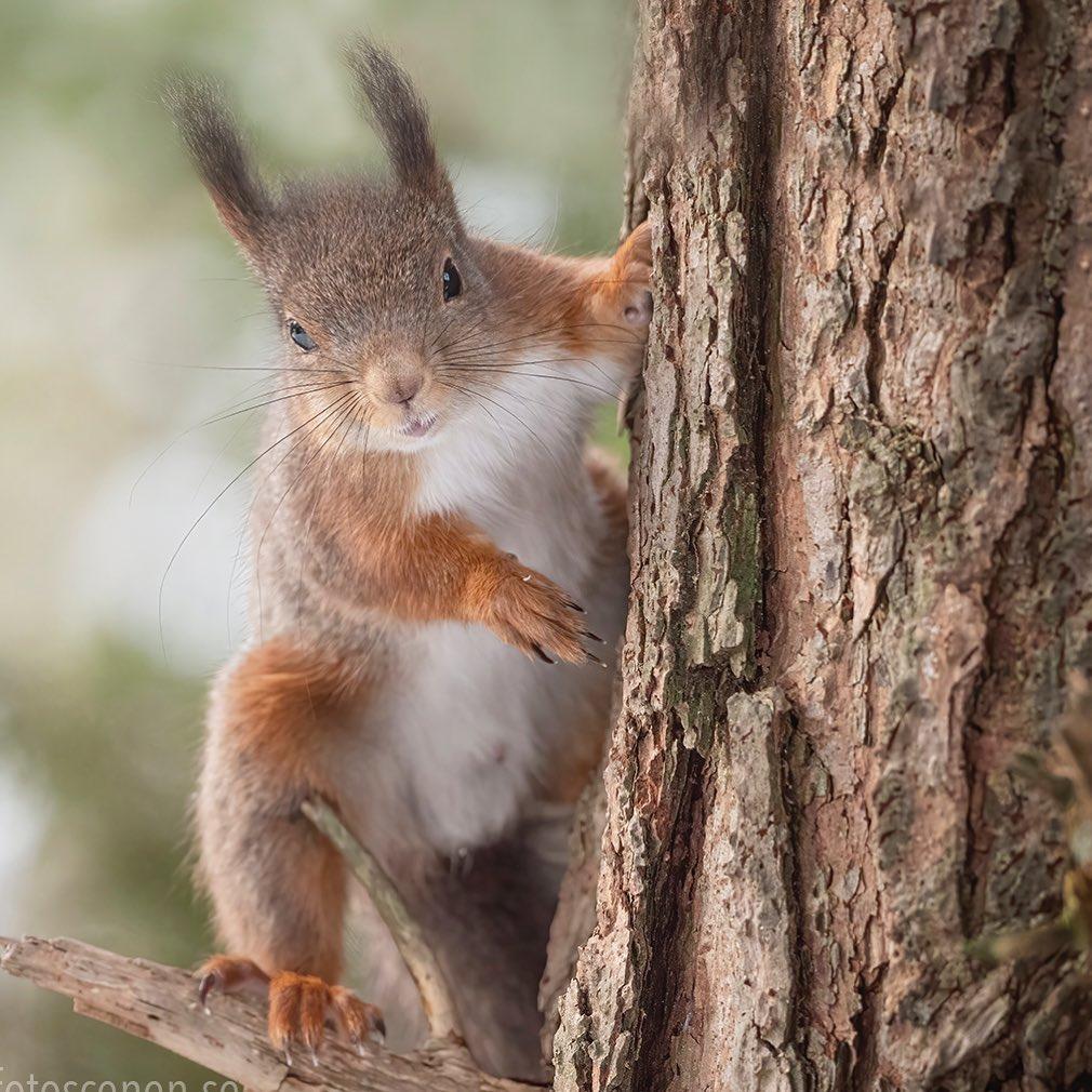 "Curious". (Courtesy of <a href="https://www.instagram.com/squirrels_by_fotoscenen/">Johnny Kääpä</a>)
