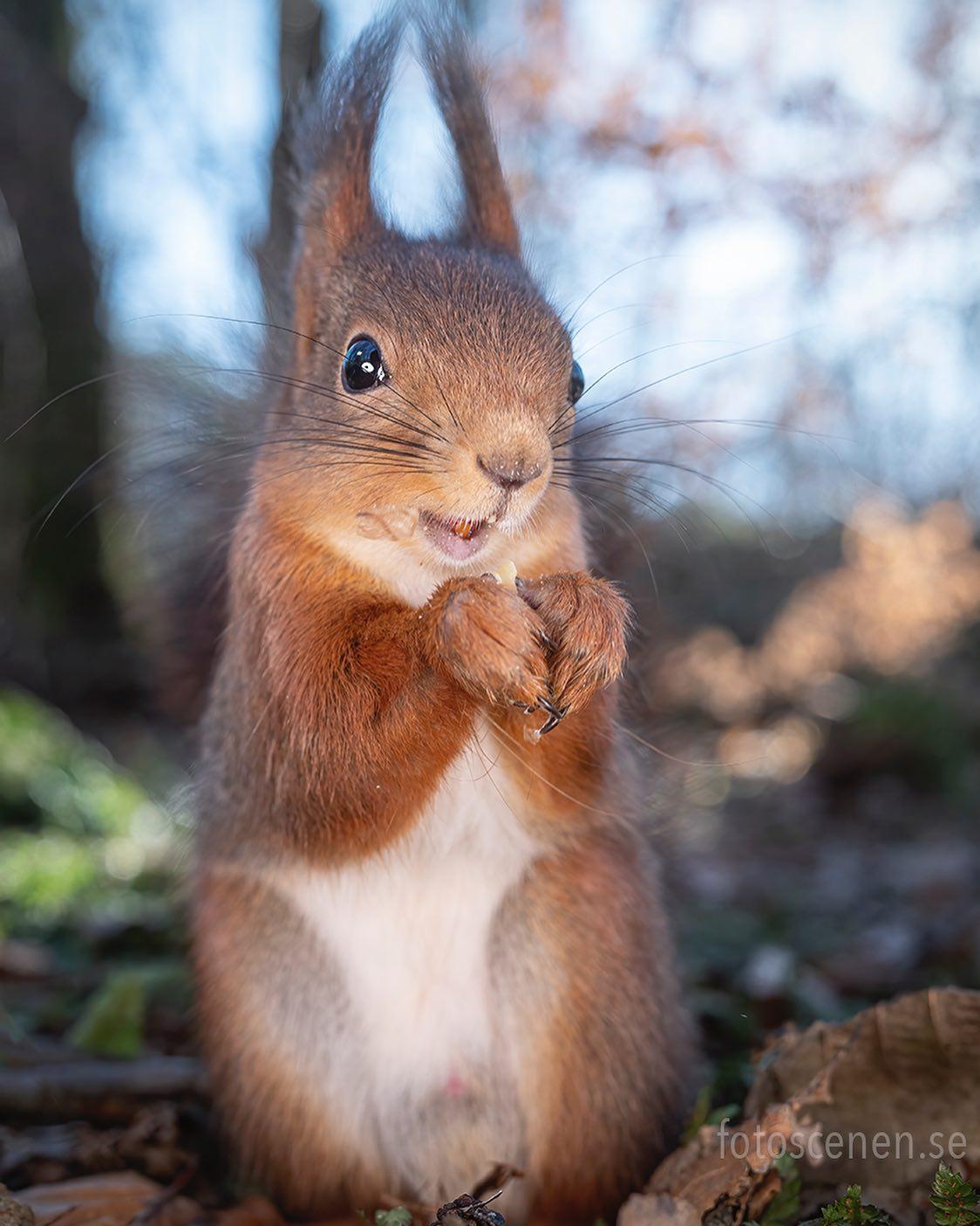 "Little charmer". (Courtesy of <a href="https://www.instagram.com/squirrels_by_fotoscenen/">Johnny Kääpä</a>)