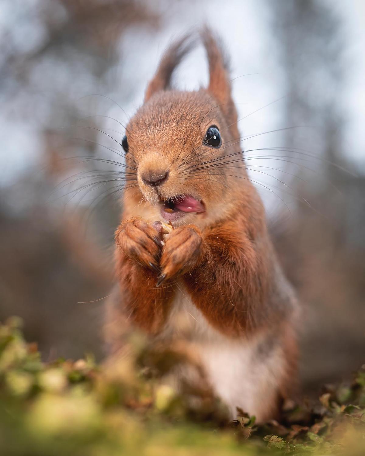 "Behold, the squirrel maestro, conducting a symphony of silliness!". (Courtesy of <a href="https://www.instagram.com/squirrels_by_fotoscenen/">Johnny Kääpä</a>)
