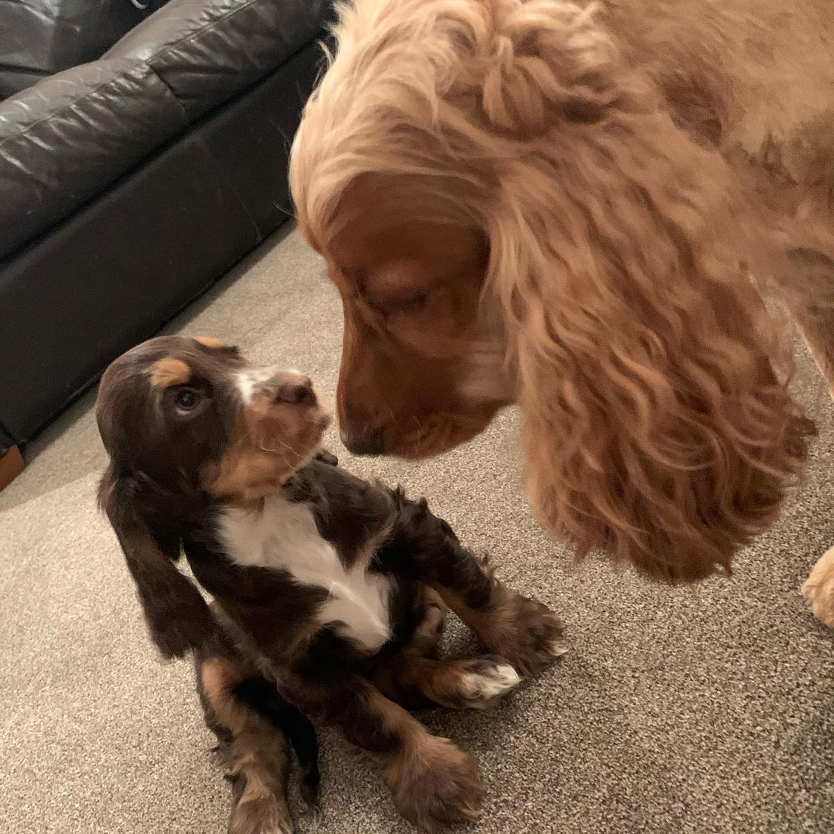 Hugo meets his baby sister, Hattie, for the first time. (Courtesy of <a href="https://www.instagram.com/hugo.and.hattie/#">hugo.and.hattie</a>)