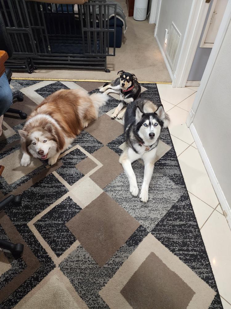Amy O's husky trio: Kodi (L), Willow, and Teyla. (Courtesy of <a href="https://www.instagram.com/typicalteyla/">typicalteyla</a>)