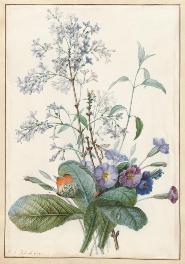 Pierre-Joseph Redouté pioneered botanical prints. "A Bouquet of Flowers With Insects," date unknown, by Pierre-Joseph Redouté. Watercolor with gold on vellum; 9 7/8 inches by 6 3/4 inches. Ailsa Mellon Bruce Fund. The National Gallery of Art, Washington. (Public Domain)