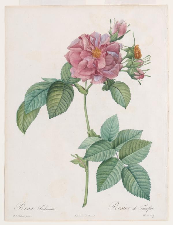 "Empress Josephine or Frankfort Rose (Rosa Turbinata)," 1817–1824, by Pierre-Joseph Redouté. Colored stipple engraving for "Les Roses"; 13 3/4 inches by 9 7/8 inches. Gift of Kathy and Michael Mouron, in honor of W. Graham Arader III (2018), The Metropolitan Museum of Art, New York. (Public Domain)